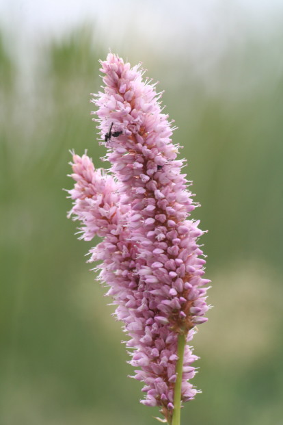 Flora Alpina delle Alpi Occidentali